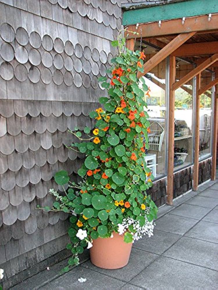 Nasturtium (‘Jewel Mix’ flower) for planting in garden